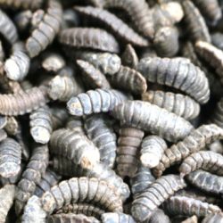 Innovation to produce commercial organic waste-eating insects to eliminate organic waste and be a source of bioactive substances in the animal feed industry.