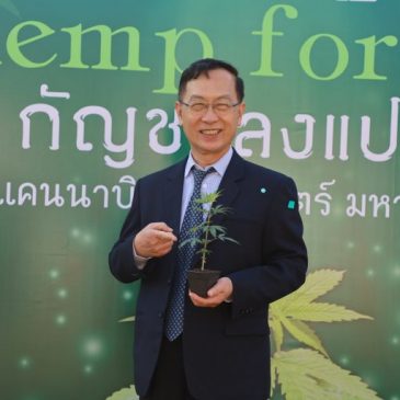 KKU grows “Hemp” for research, evaluation, and development of cultivars for medicine and industrial purposes