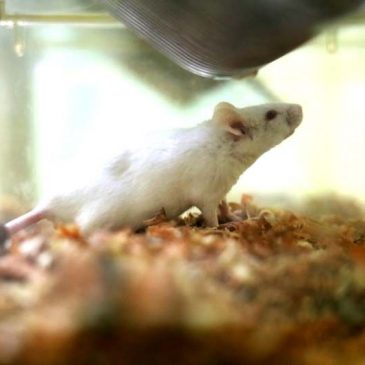 Northeast Laboratory Animal Center, KKU, joins Kumamoto University to transfer technique for small-animal reproduction, heading towards international research in the field