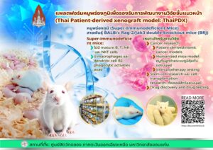 แพลตฟอร์มหนูพร่องภูมิเพื่อรองรับการพัฒนางานวิจัยขั้นแนวหน้า(Thai Patient-derived xenograft model: ThaiPDX)