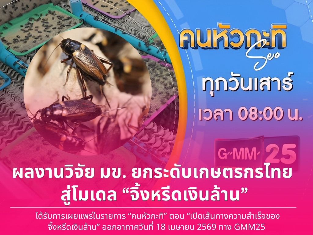 ผลงานวิจัย มข. ยกระดับเกษตรกรไทย ด้วยองค์ความรู้วิทยาศาสตร์และภูมิปัญญาท้องถิ่น สู่โมเดล “จิ้งหรีดเงินล้าน”